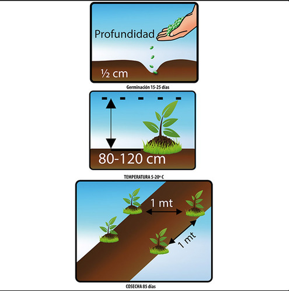 Semillas Aromaticas Tomillo-romero-hierbabuena-ruda-manz Etc 21