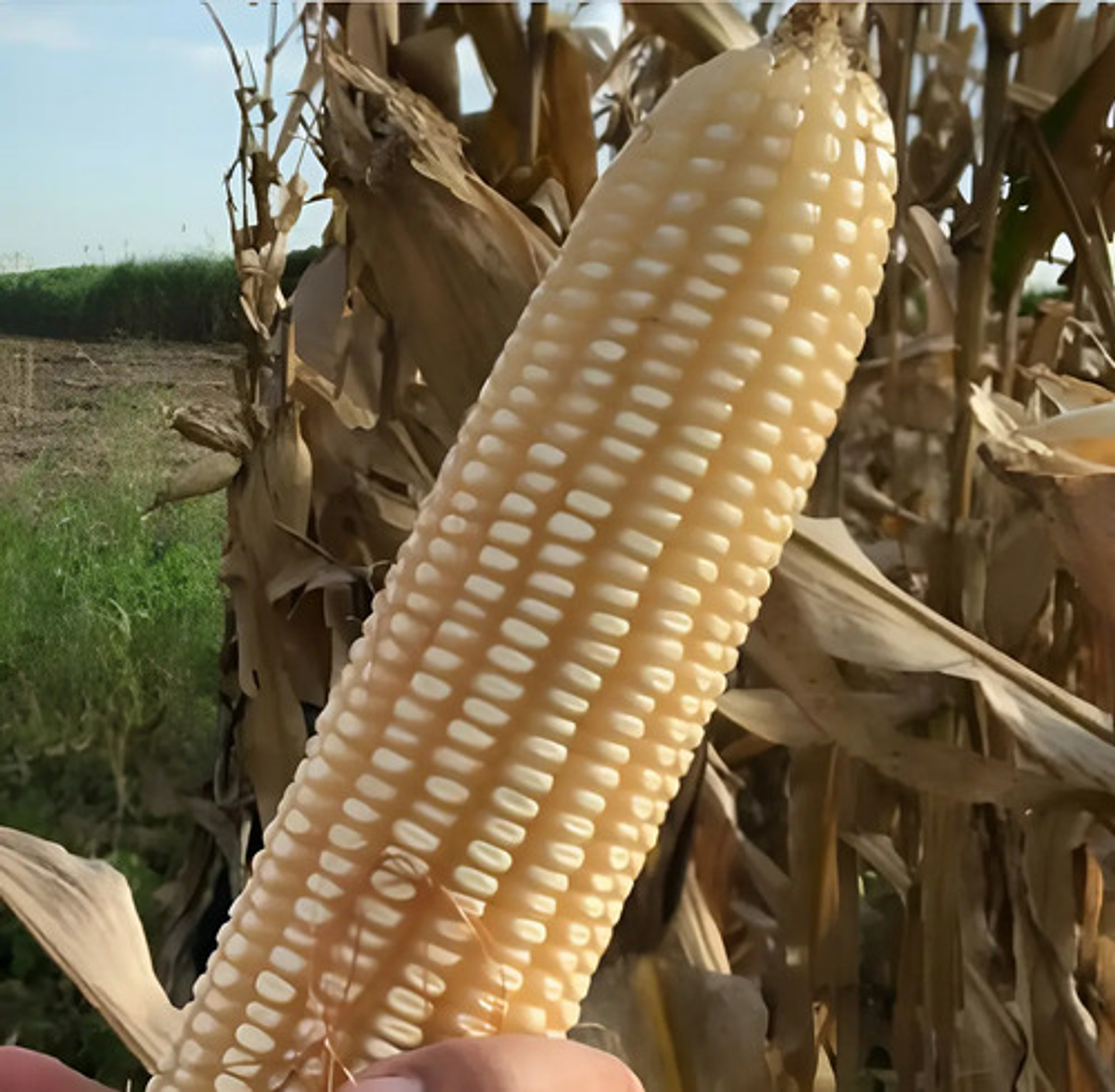 Semillas Maiz Blanco Variedad Ica V-156 X Kilo 1