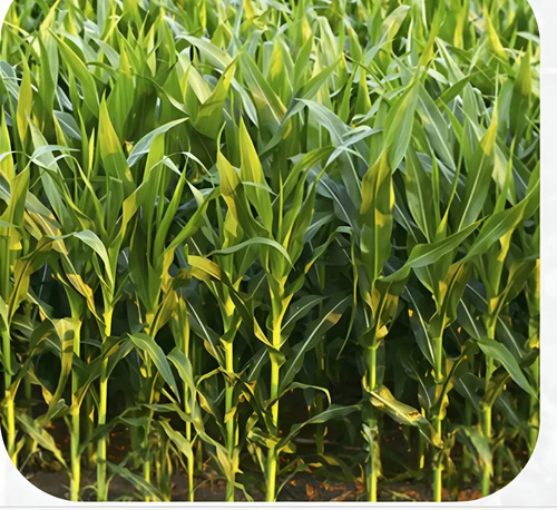 Semillas Maiz Blanco Variedad Ica V-156 X Kilo 9