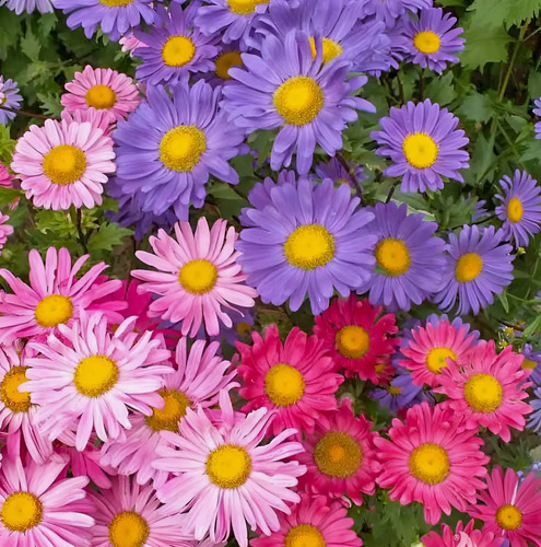 Semillas De Flores Certificada Por Sobre 2