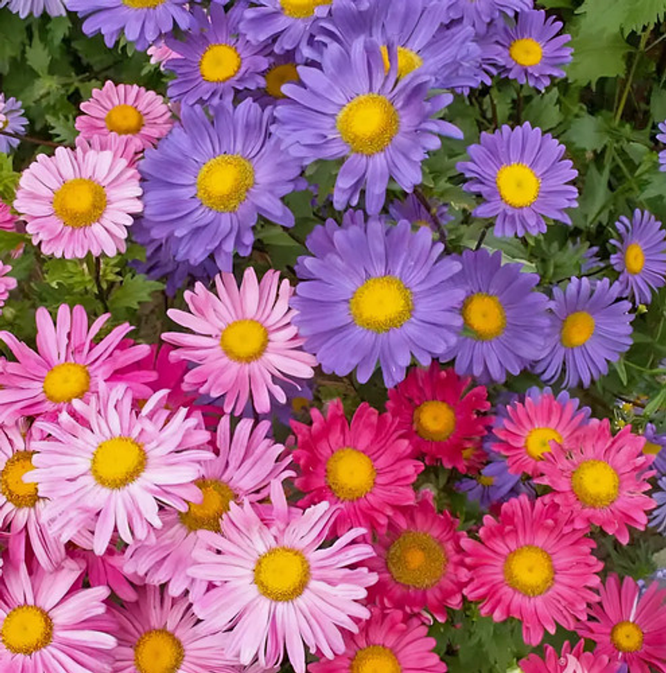 Semillas De Flores Certificada Por Sobre 2