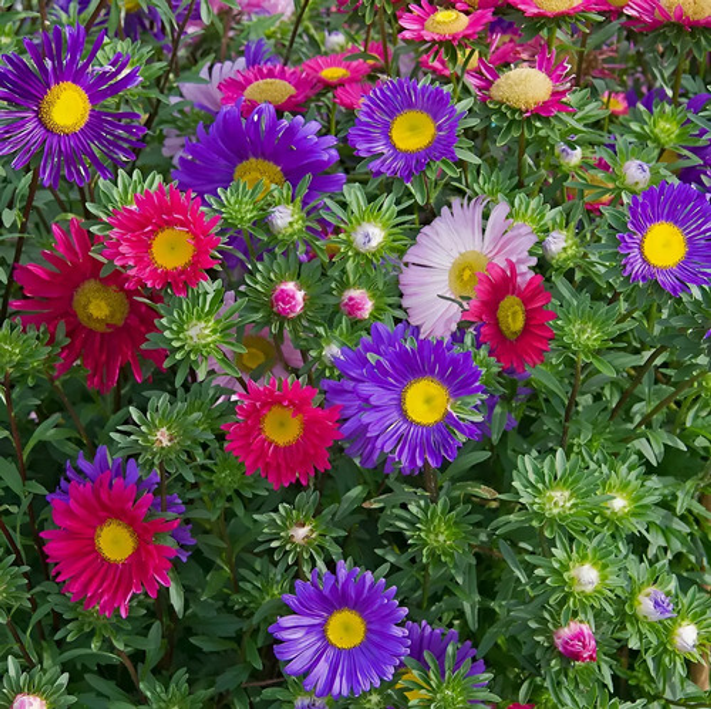 Semillas De Flores Certificada Por Sobre 3