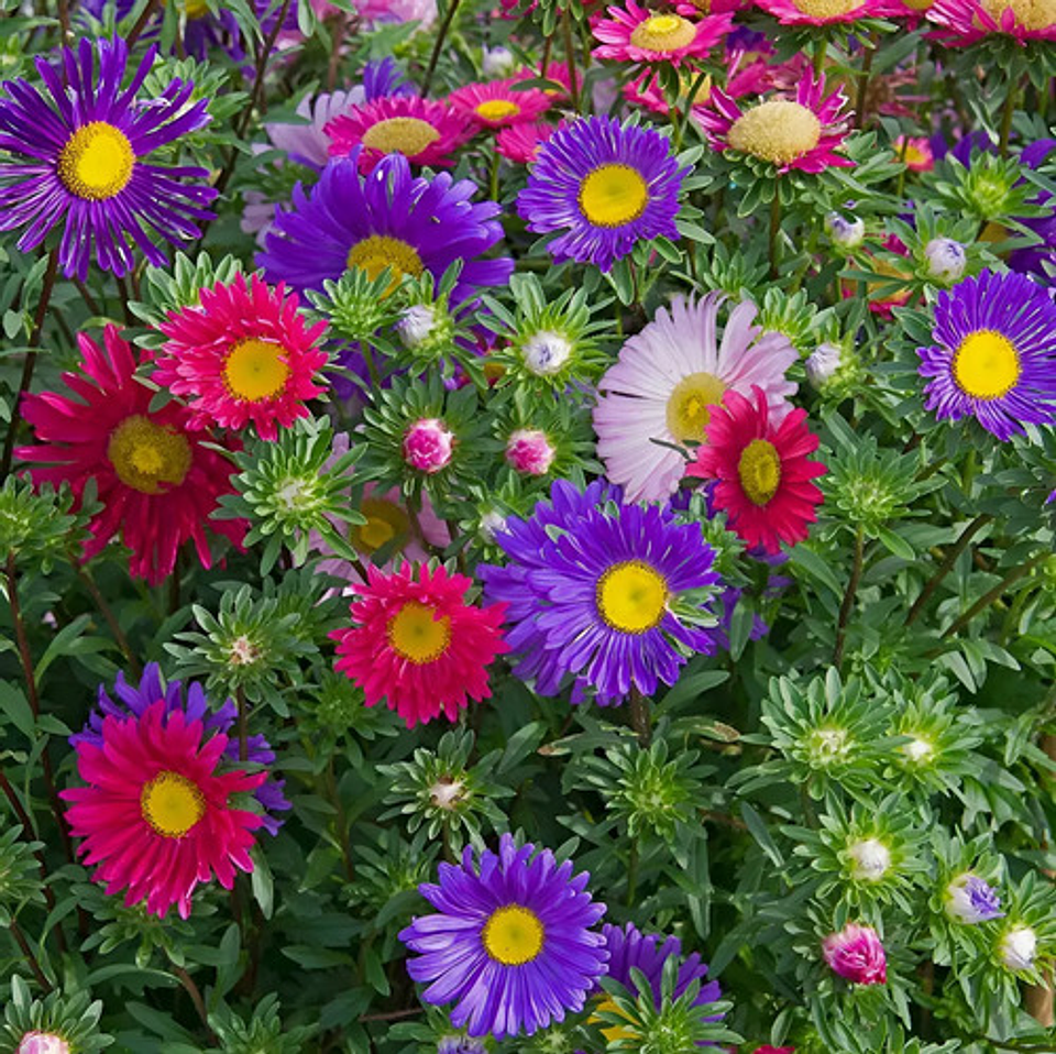 Semillas De Flores Certificada Por Sobre 3