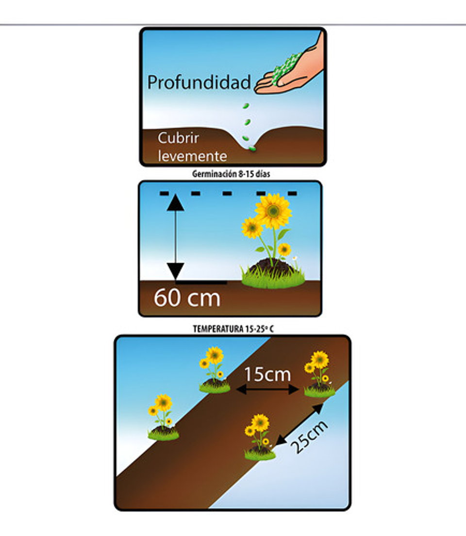Semillas De Flores Certificada Por Sobre 4
