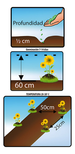 Semillas De Flores Certificada Por Sobre 6