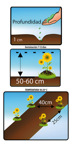 Semillas De Flores Certificada Por Sobre 10