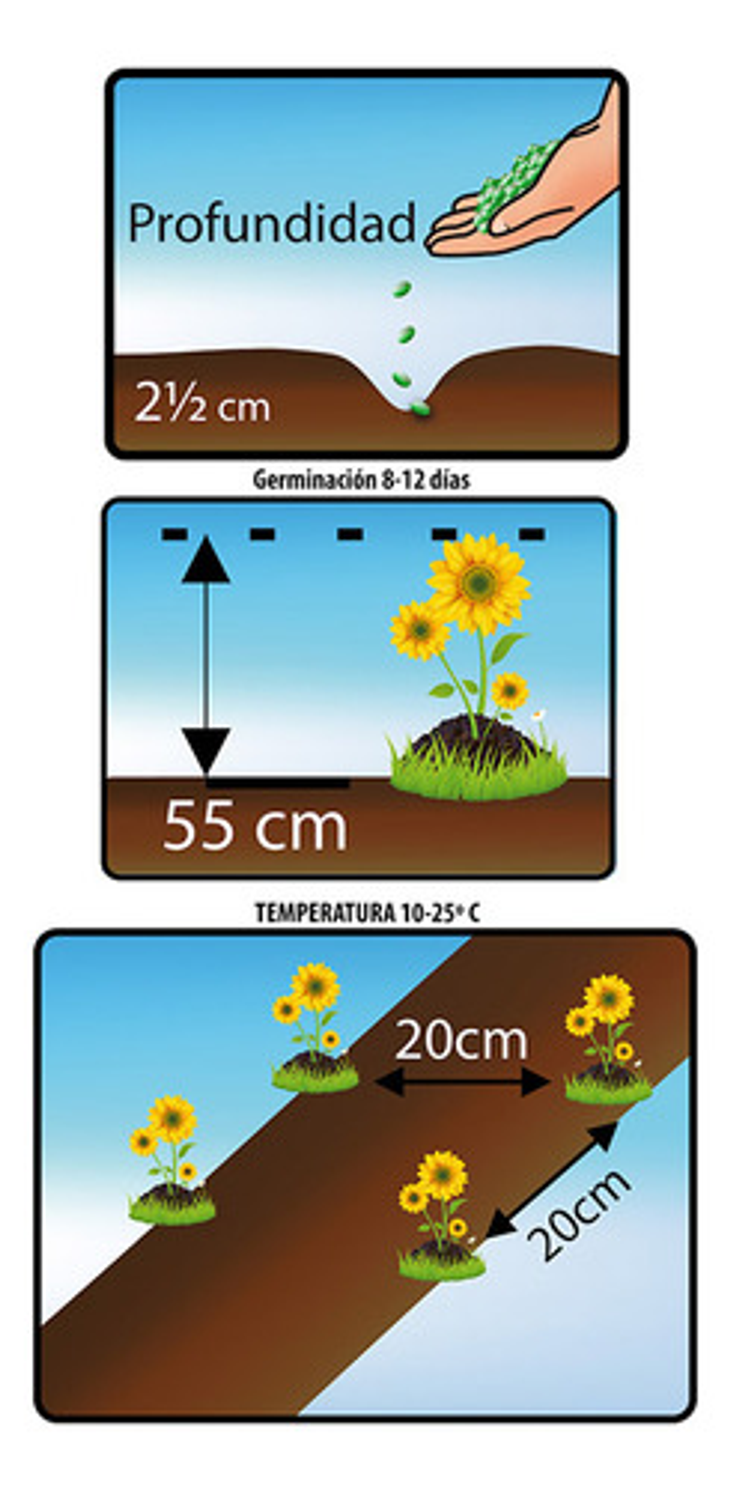 Semillas De Flores Certificada Por Sobre 12