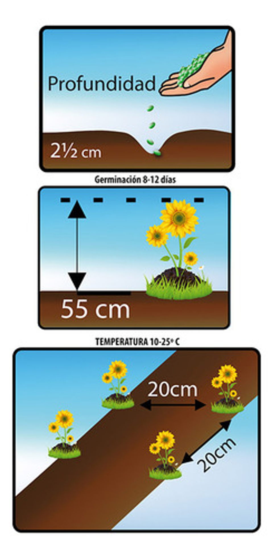Semillas De Flores Certificada Por Sobre 12