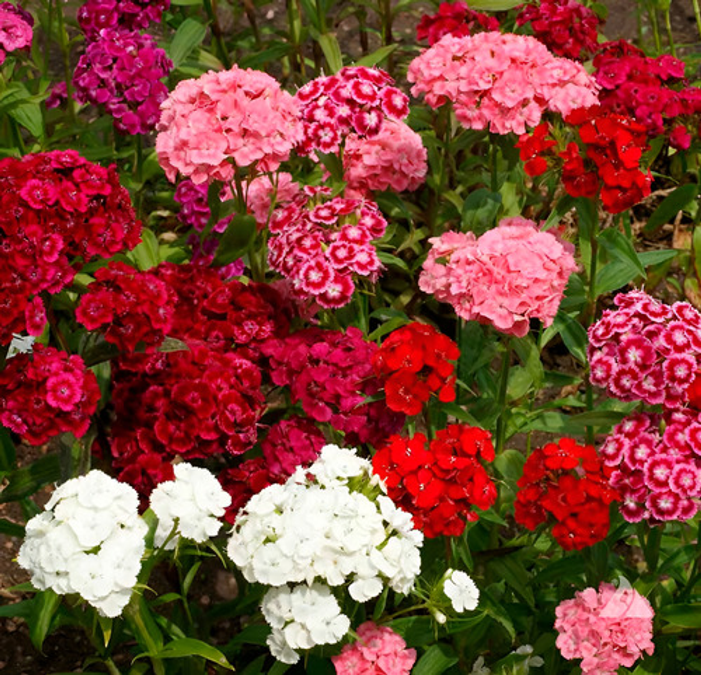 Semillas De Flores Certificada Por Sobre 13