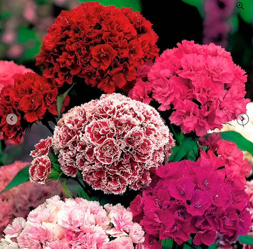 Semillas De Flores Certificada Por Sobre 14