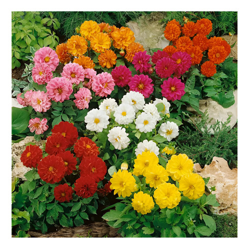Semillas De Flores Certificada Por Sobre 17