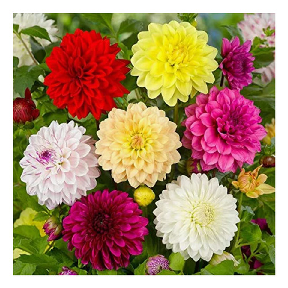 Semillas De Flores Certificada Por Sobre 18