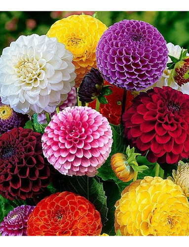 Semillas De Flores Certificada Por Sobre 21