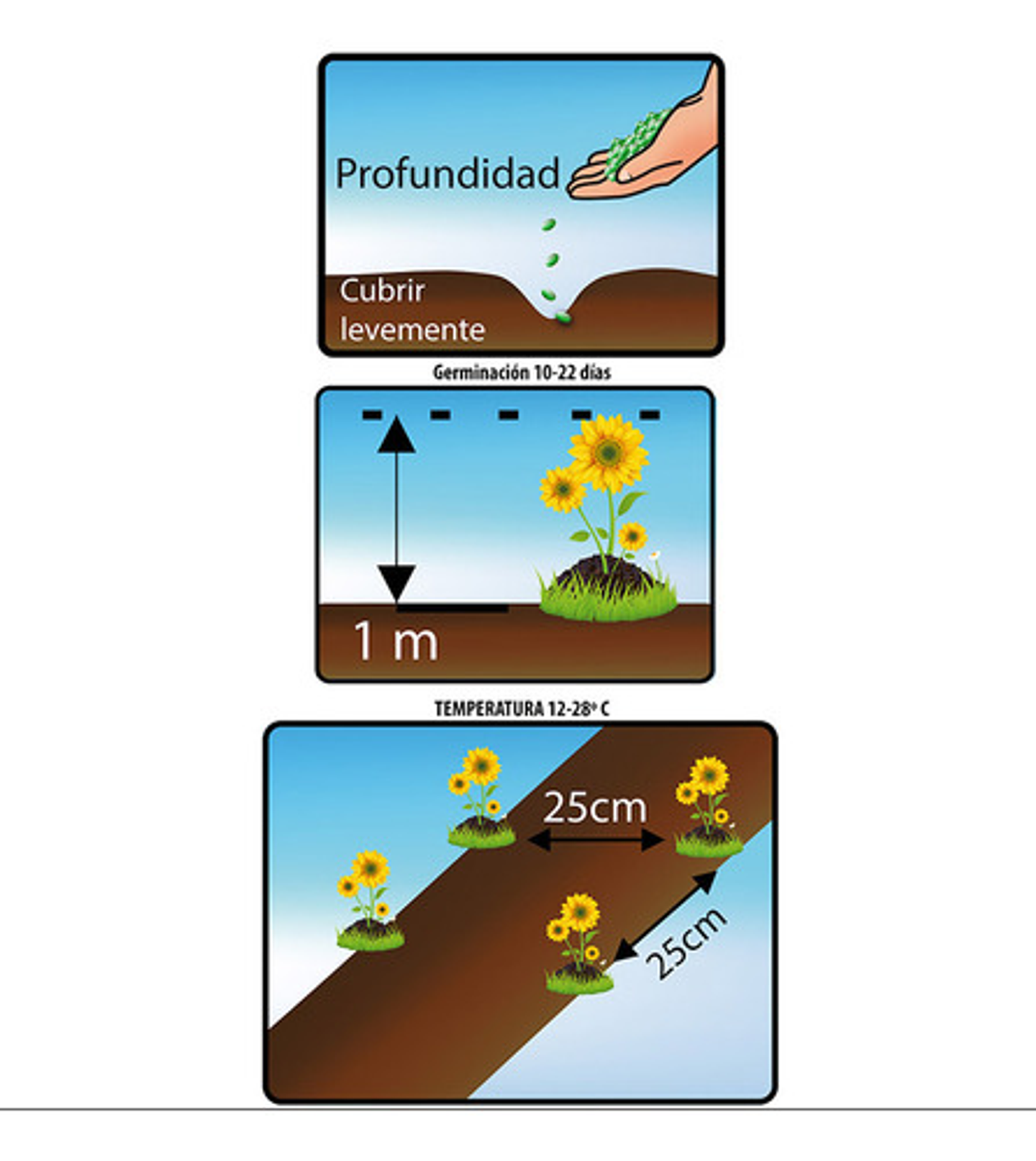 Semillas De Flores Certificada Por Sobre 22