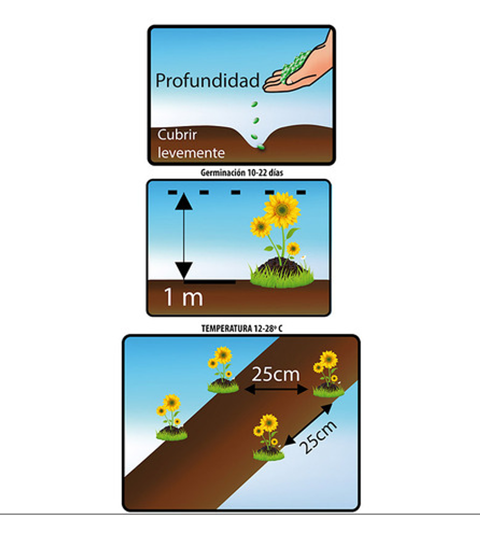 Semillas De Flores Certificada Por Sobre 22