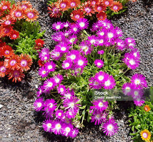 Semillas De Flores Certificada Por Sobre 25