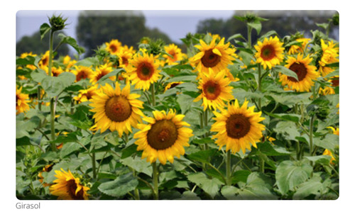 Semillas De Flores Certificada Por Sobre 28