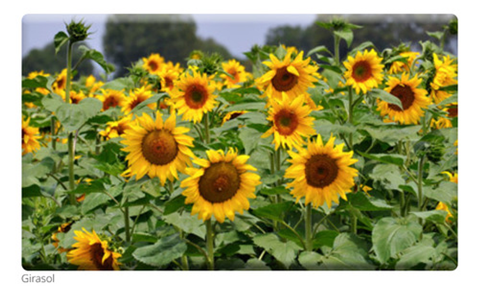 Semillas De Flores Certificada Por Sobre 28