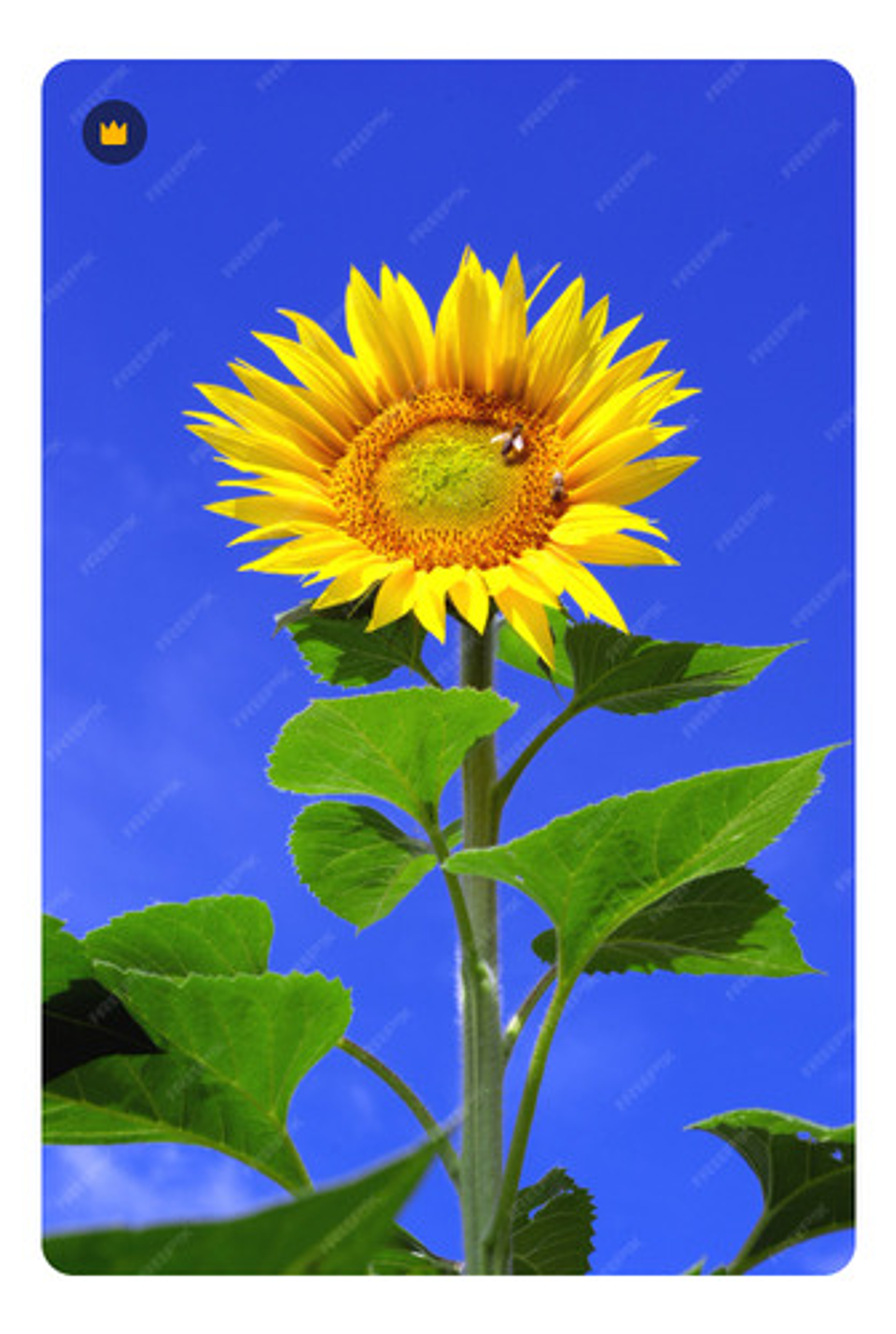 Semillas De Flores Certificada Por Sobre 29