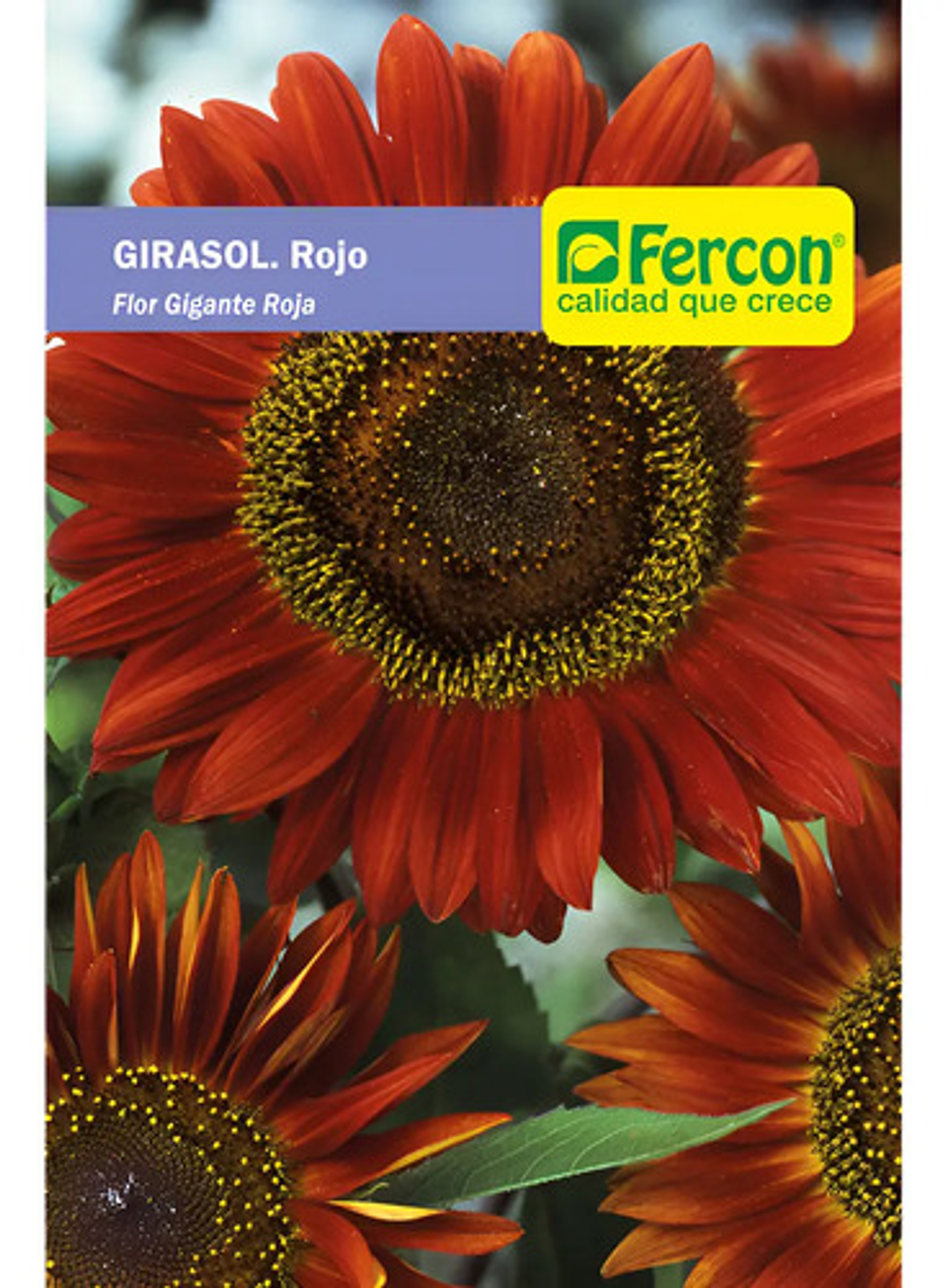 Semillas De Flores Certificada Por Sobre 30