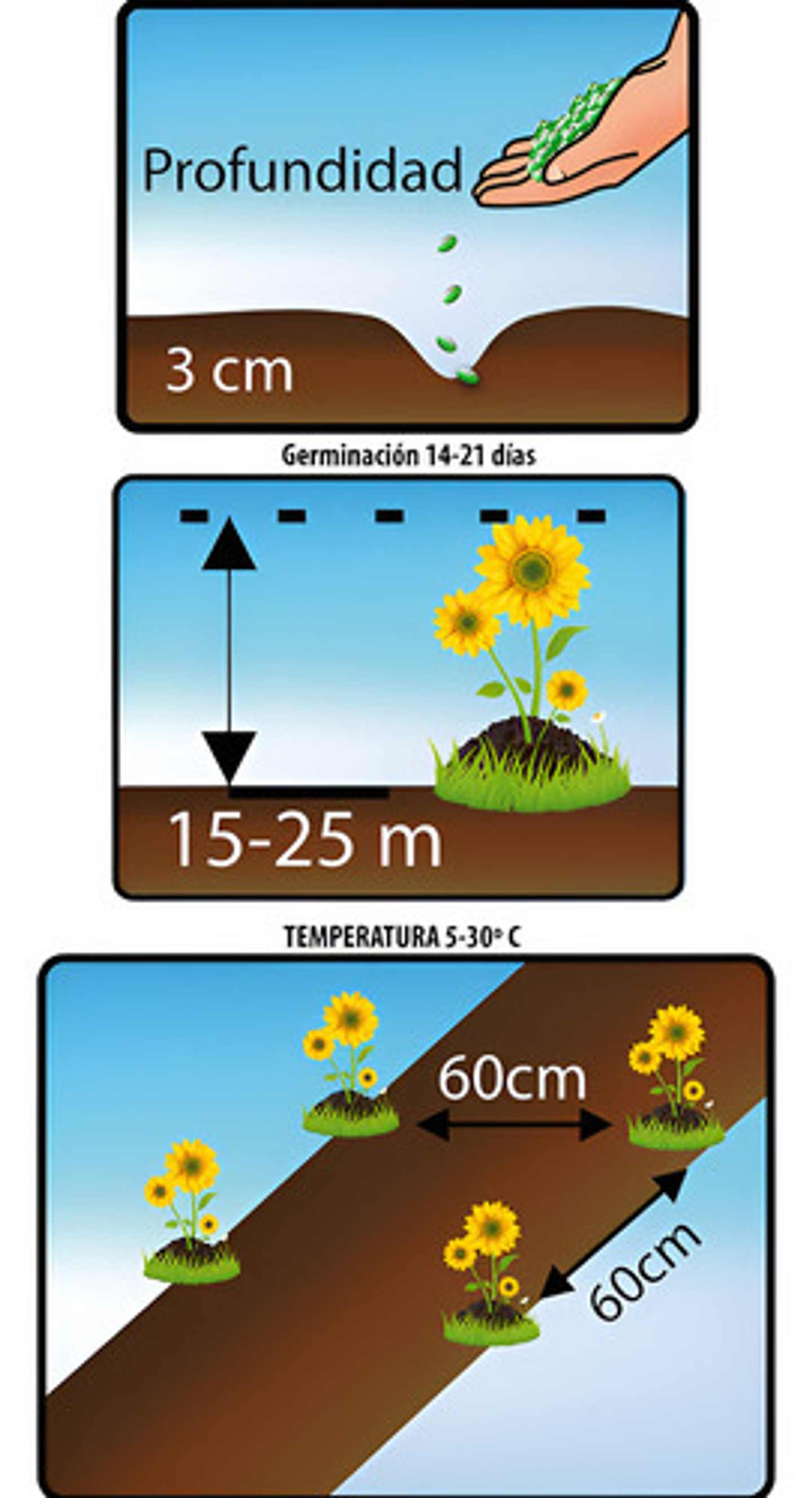 Semillas De Flores Certificada Por Sobre 31
