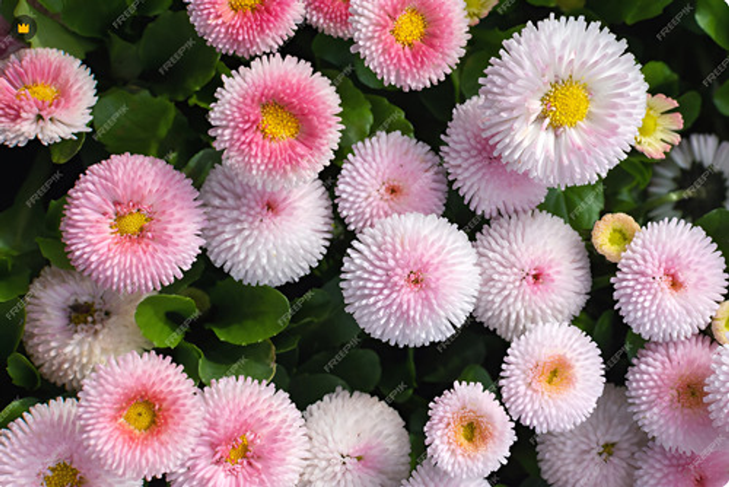 Semillas De Flores Certificada Por Sobre 33