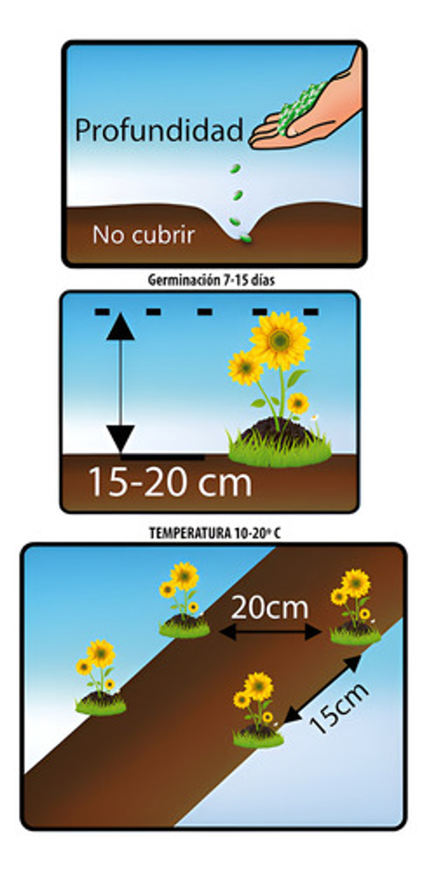 Semillas De Flores Certificada Por Sobre 34
