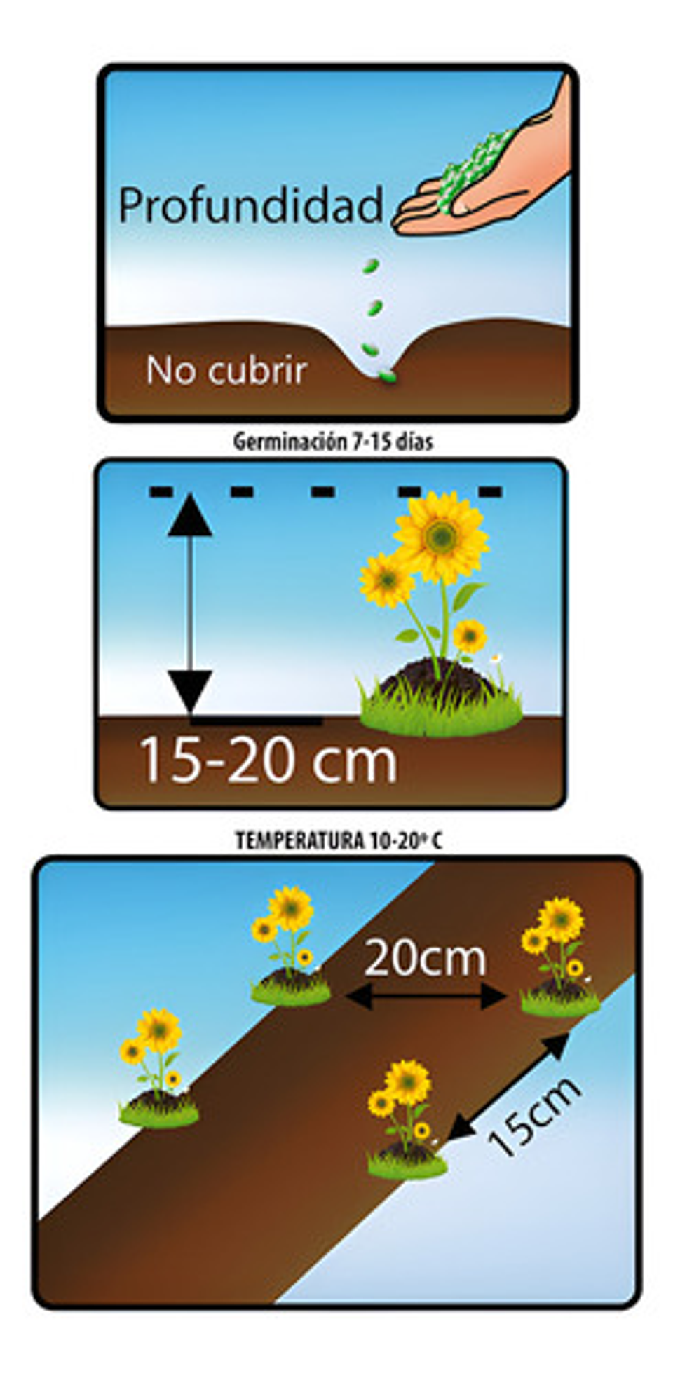 Semillas De Flores Certificada Por Sobre 34