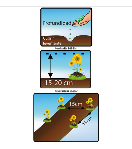 Semillas De Flores Certificada Por Sobre 36