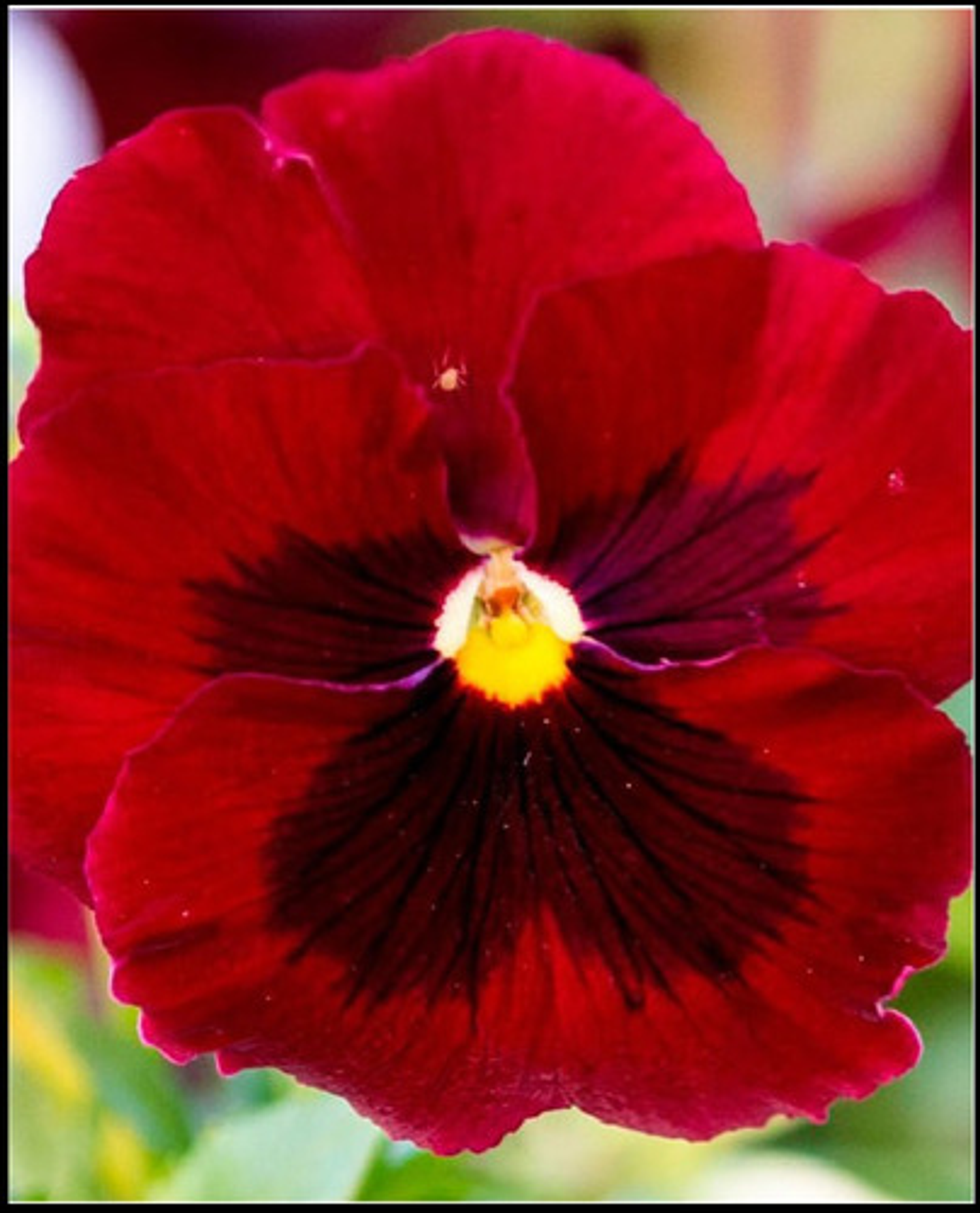 Semillas De Flores Certificada Por Sobre 37