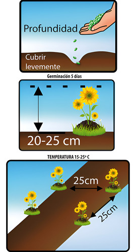 Semillas De Flores Certificada Por Sobre 44