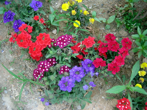Semillas De Flores Certificada Por Sobre 45