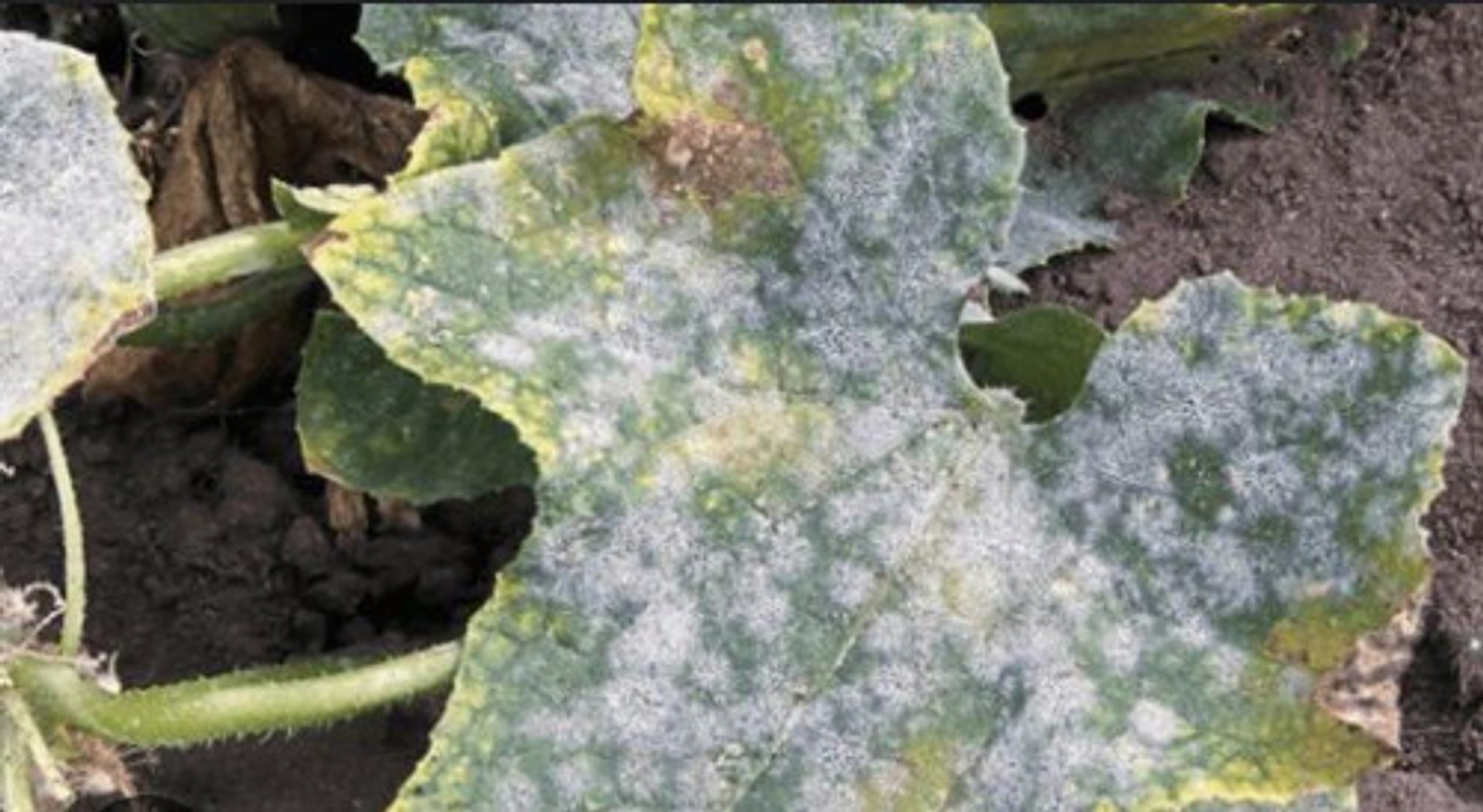 Elosal Azufre 720  Para Control De Hongos X Litro 2 Unidades 3