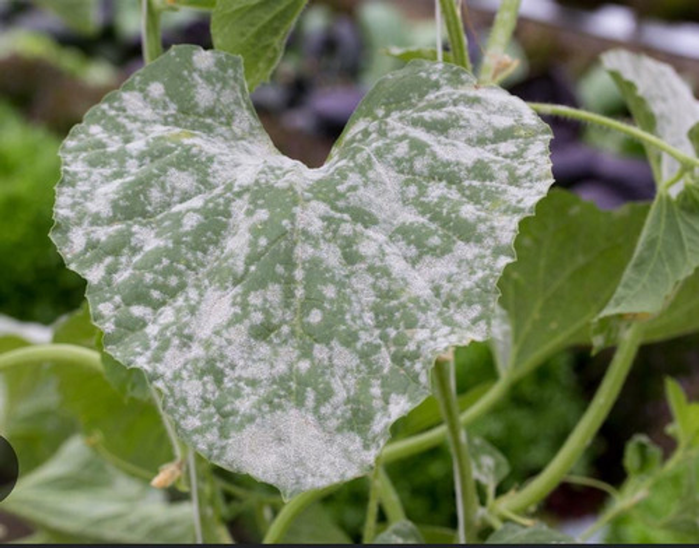 Elosal Azufre 720  Para Control De Hongos X Litro 2 Unidades 4