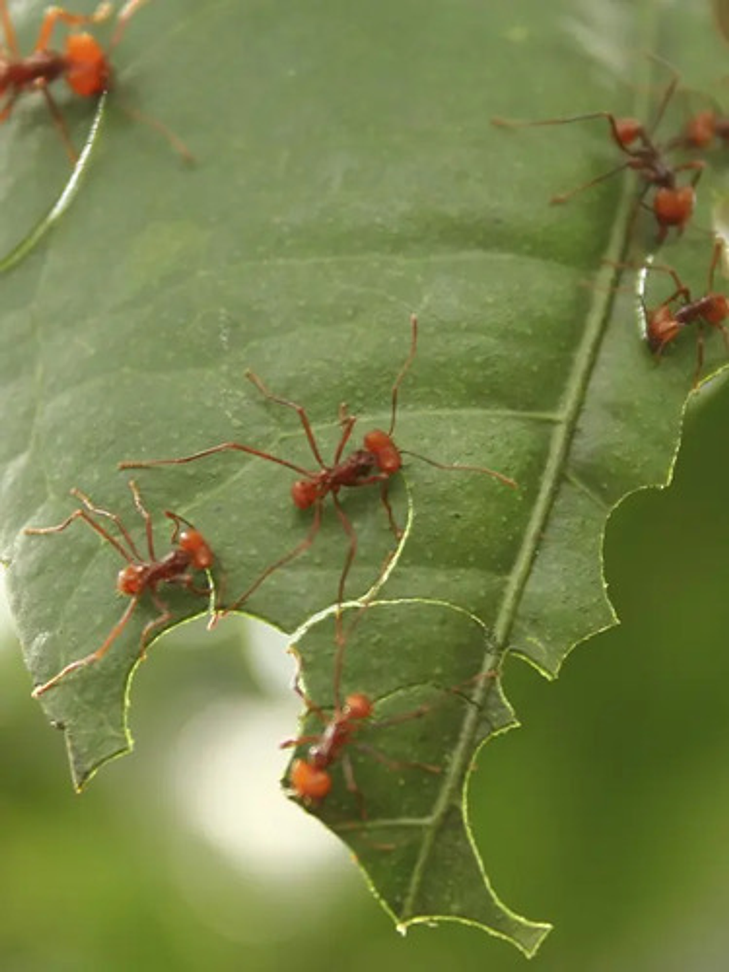 Insufladora Herramienta Mata Hormigas Capacidad 500 Gr Polvo 4