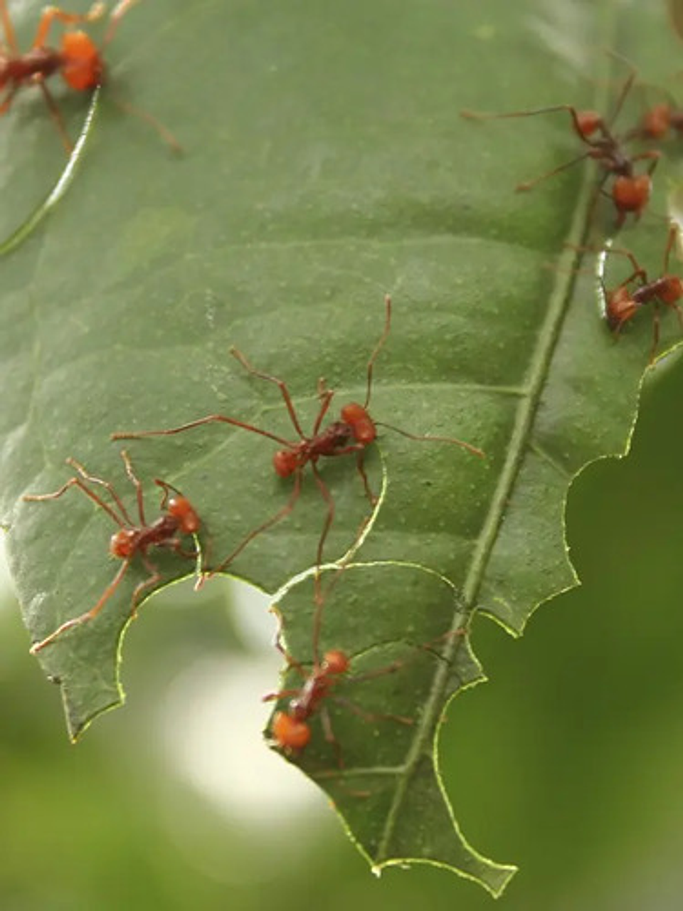 Insufladora Herramienta Mata Hormigas Capacidad 500 Gr Polvo 4
