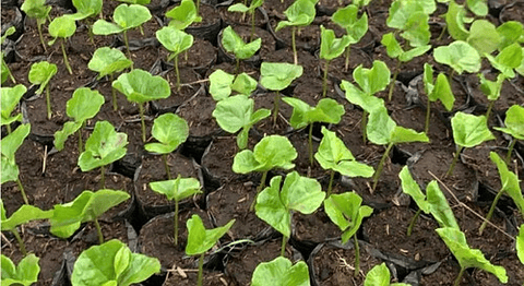 Herbicida Oxifluorfen Matamaleza X Litro  ( Goal )