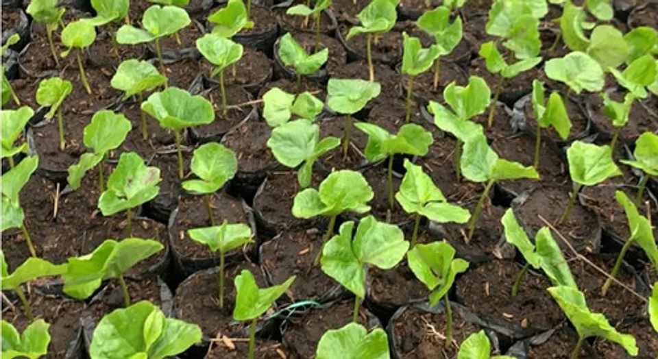 Herbicida Oxifluorfen Matamaleza X Litro  ( Goal ) 2