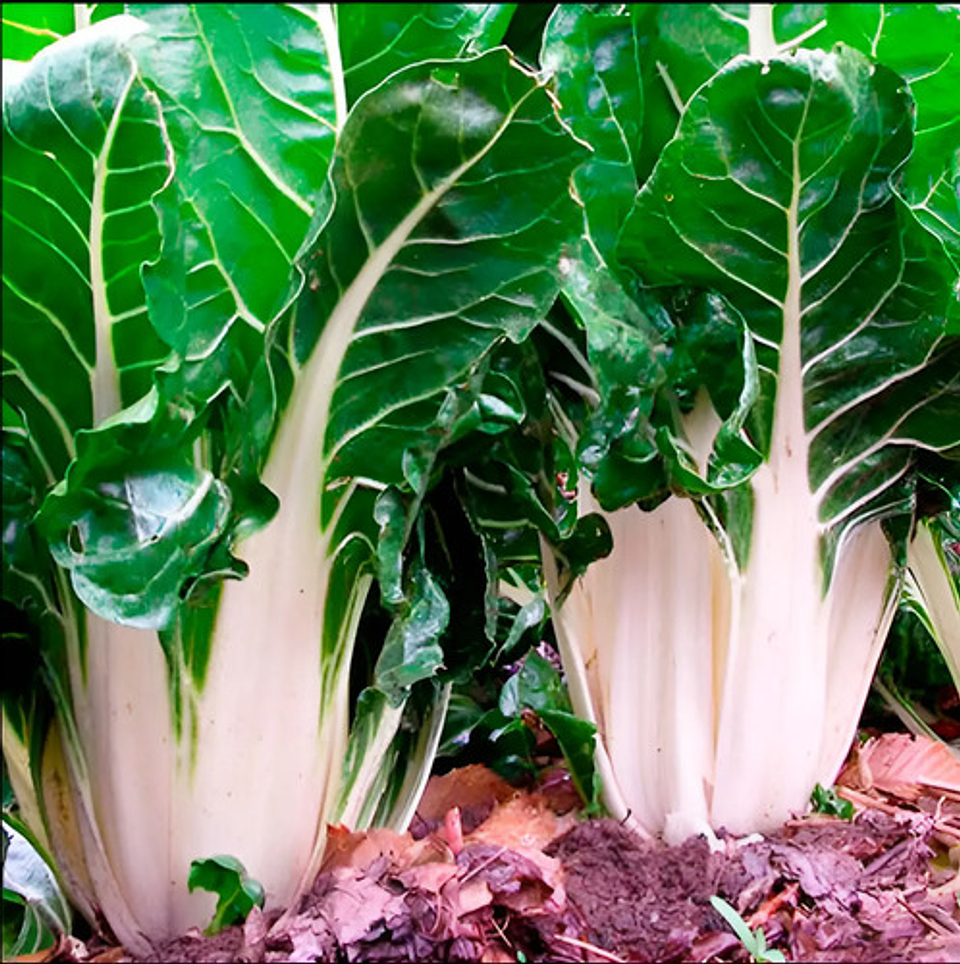 Semillas Hortaliza Certificada Para Huerta Casera Por Sobre 3