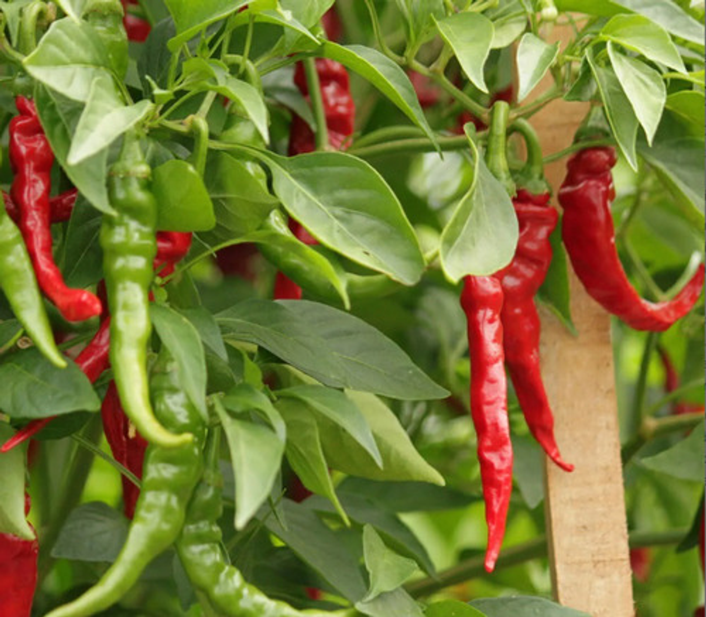 Semillas Hortaliza Certificada Para Huerta Casera Por Sobre 5