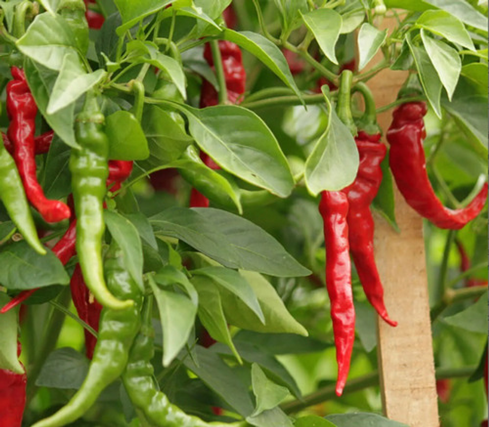 Semillas Hortaliza Certificada Para Huerta Casera Por Sobre 5