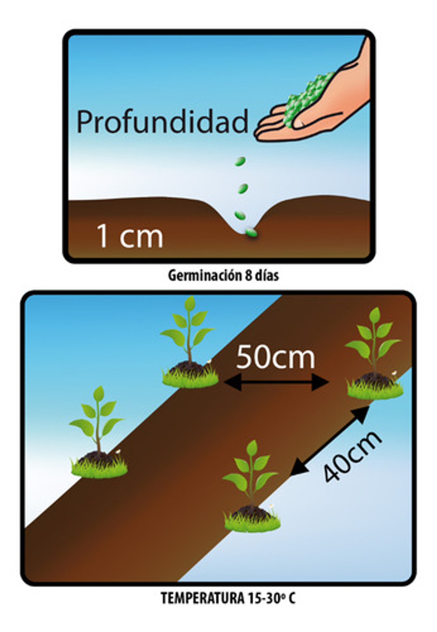 Semillas Hortaliza Certificada Para Huerta Casera Por Sobre 6