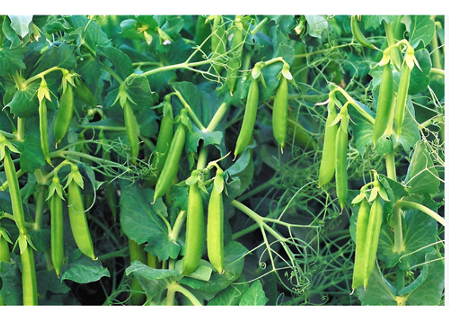 Semillas Hortaliza Certificada Para Huerta Casera Por Sobre 11