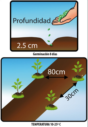 Semillas Hortaliza Certificada Para Huerta Casera Por Sobre 12