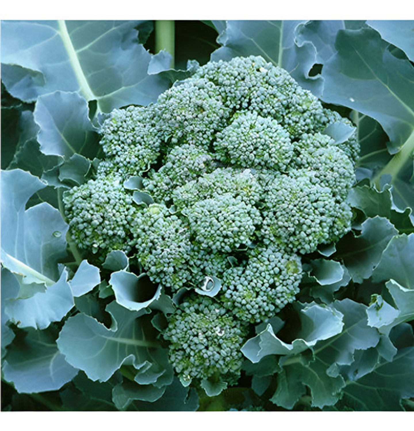 Semillas Hortaliza Certificada Para Huerta Casera Por Sobre 14