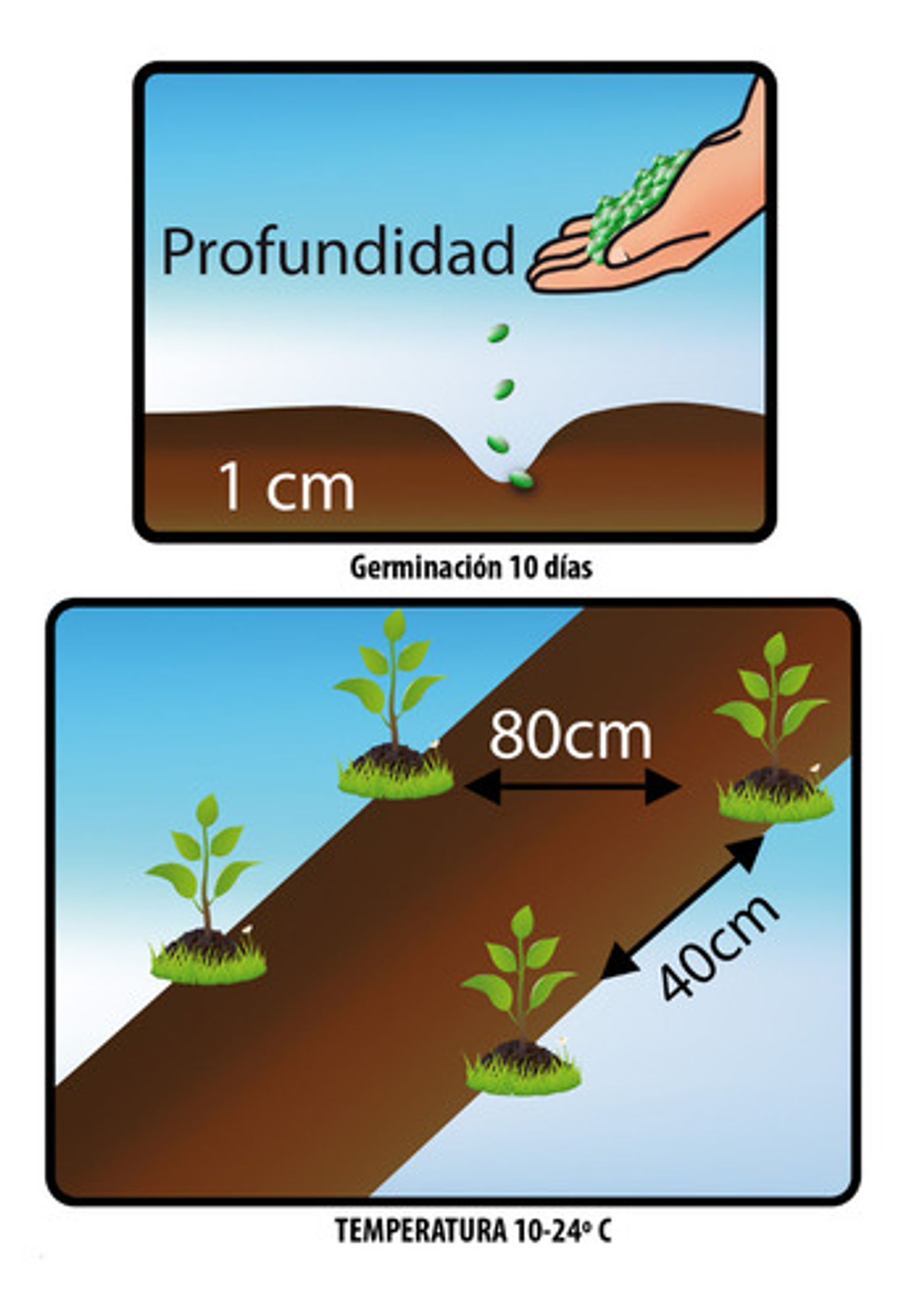 Semillas Hortaliza Certificada Para Huerta Casera Por Sobre 15