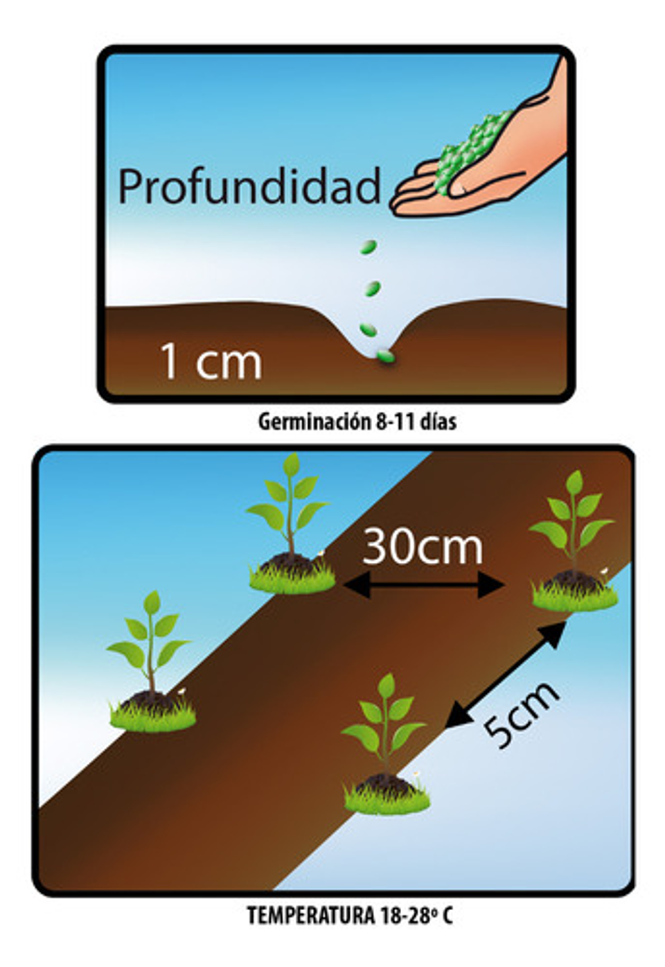 Semillas Hortaliza Certificada Para Huerta Casera Por Sobre 20
