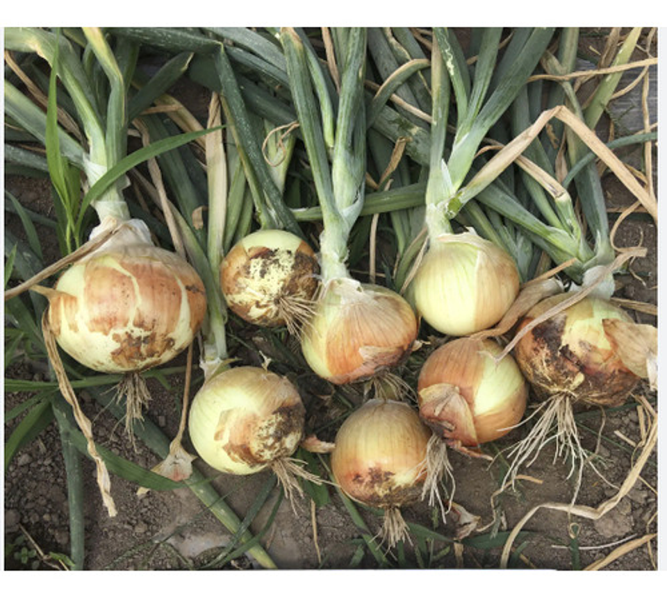 Semillas Hortaliza Certificada Para Huerta Casera Por Sobre 21