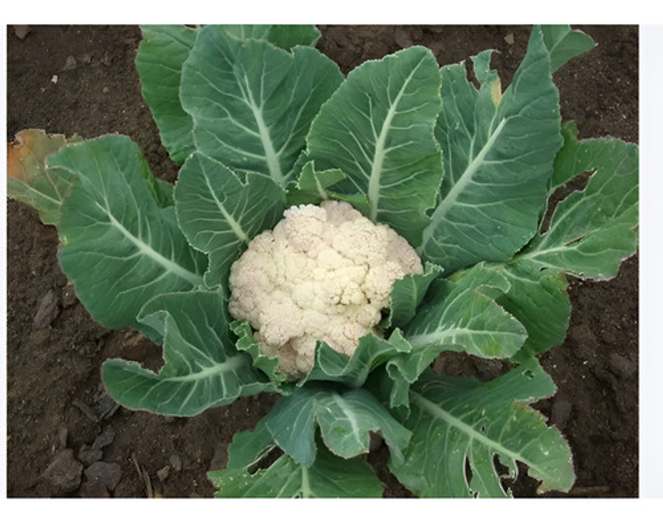 Semillas Hortaliza Certificada Para Huerta Casera Por Sobre 28