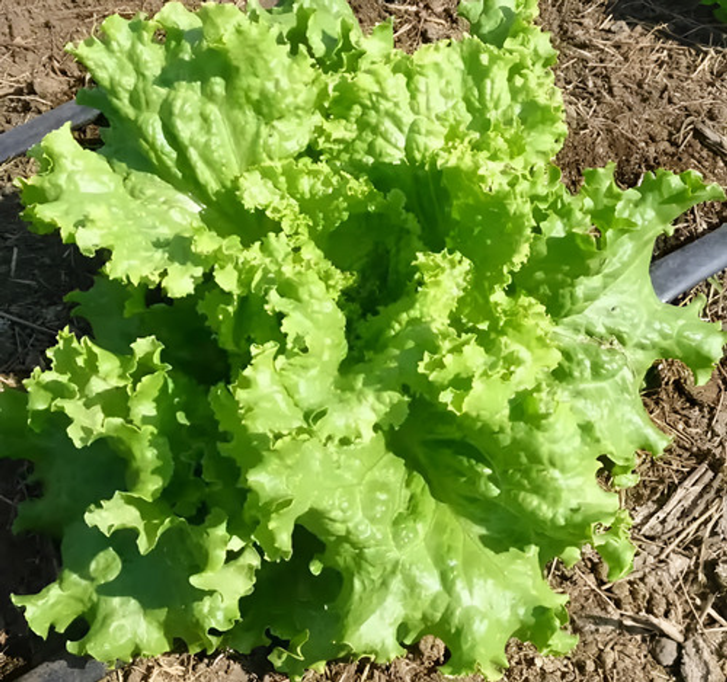 Semillas Hortaliza Certificada Para Huerta Casera Por Sobre 41